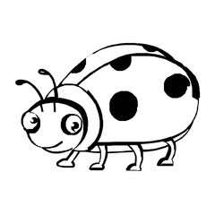 beetle ladybug insect vector illustration