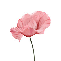 Różowy mak - piękny rozwinięty kwiat. Ręcznie rysowana botaniczna ilustracja. - obrazy, fototapety, plakaty