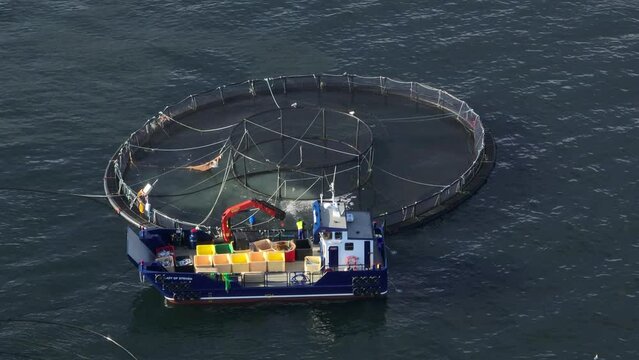 Fish Being Caught from an Aquaculture Sea Farm for the Food Market