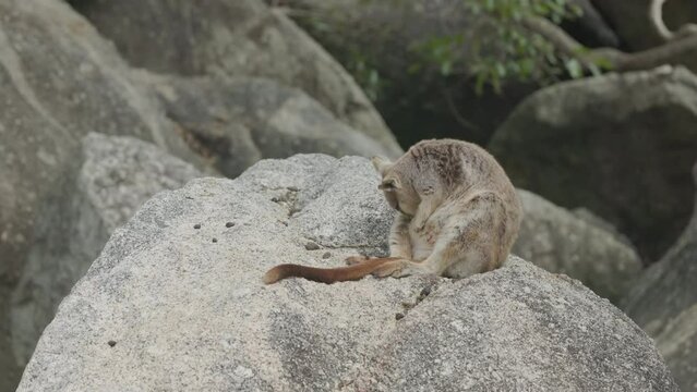 a wide shot of a mareeba rock-wallaby sitting and grooming its fur at granite gorge near mareeba of qld, australia