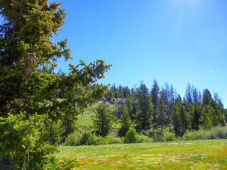 landscape with trees