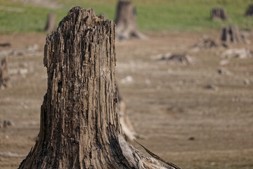 An exposed tree stump at Alder lake.
