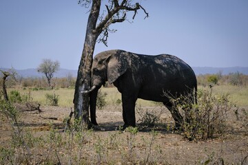 View of the sleeping and standing elephant