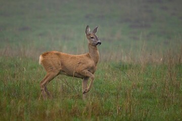 Young deer walking on the grass