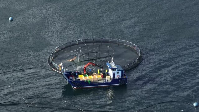 Workers on a Boat Catching Fish from an Aquaculture Sea Farm For Market