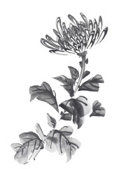 デザイン的な模様の菊　水墨画