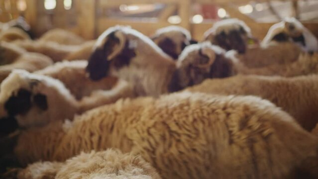 Smiling sheep filmed up close. Background with several sheep sitting in the stable. Beautiful filming in 4k.
