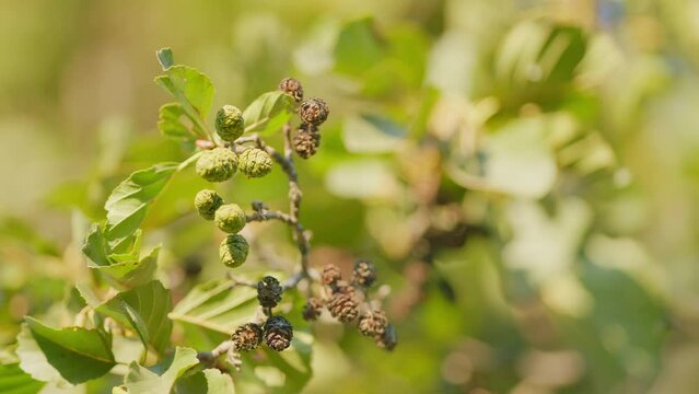 Branch of alnus glutinosa, common alder, black alder. Branch of alder leaves and green cones. Selective focus.