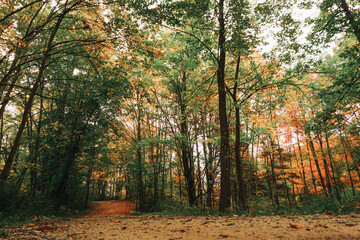 Forest trail walk in the woods with Leaves in Autumn, Red Yellow Orange Fall Foliage