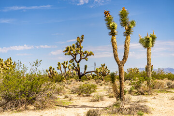 Joshua Tree in the Mojave Desert.