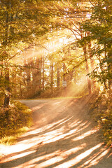 Obraz premium Sun light streams through forest trees in beautiful autumn foliage woods