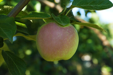 Fresh and ripe apple on tree branch, closeup