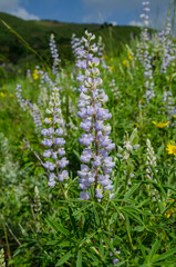 Purple Lupin in Colorado Mountains