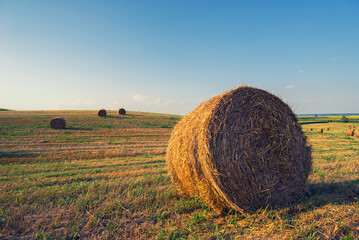 Hay bales on agriculture field after harvest on a sunny summer day