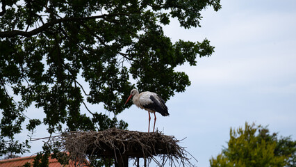 Storks in nest in the park.Black and white large storks close-up in the reserve. Nests for storks.