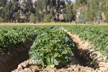 Fototapeta na wymiar Papas, campo de cultivo orgánico de tubérculos andinos