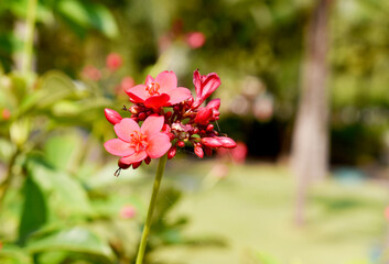 Obraz premium pink flowers in the garden