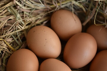 Brown chicken eggs on a straw close-up.