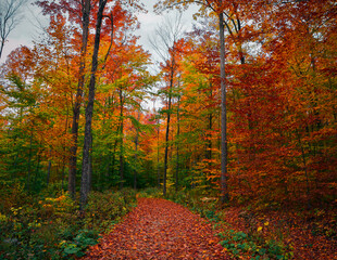 Naklejka premium Autumn Forest Dorset Vermont 10.19.22