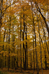 Yellow autumn leaves of a maple grove in Sand Run Park, Akron, Ohio