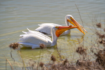 A pair of American white pelicans fishing. 