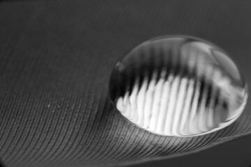 Beautiful large dew drops or rain on the poultry feather closeup. Water Drops on fluffy feather...