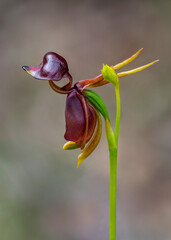 Flying Duck Orchid (Caleana major) - NSW, Australia