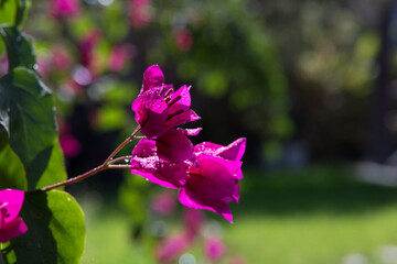 flores fucsias en un jard&iacute;n verde