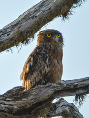 Brown Fish Owl, Ketupa zeylonensis, Yala National Park, Sri Lanka