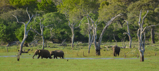 Wild elephants, Yala National Park, Sri Lanka