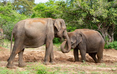 Fototapeta na wymiar Wild elephants, Yala National Park, Sri Lanka
