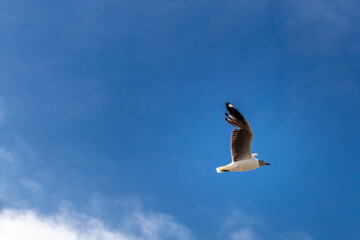 bird flying in a blue sky