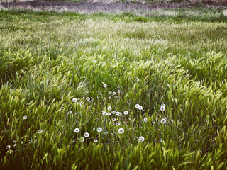grass in the morning