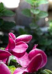 pink and white tulips