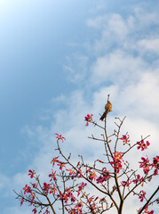 
bird resting on a tree with a blue sky
