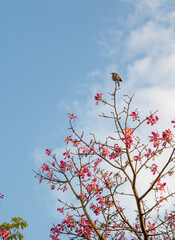 
bird resting on a tree with a blue sky