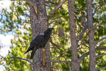 Common raven (Corvus corax) sitting on a pine branch, Yellowstone National Park. 