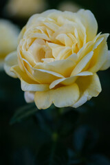 兵庫県神戸市東灘区岡本の薔薇公園での黄色い薔薇の花びらのクローズアップ