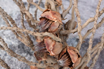 Coconut branch with small dry coconuts close-up.