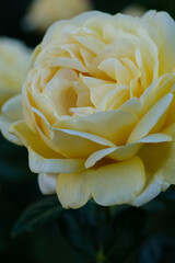 Fototapeta na wymiar 兵庫県神戸市東灘区岡本の薔薇公園での黄色い薔薇の花びらのクローズアップ