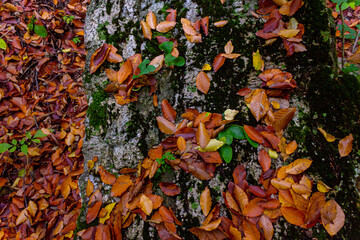 autumn leaves in the woodland