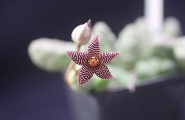 Mira las rayas de esta flor: Piaranthus barryladensis