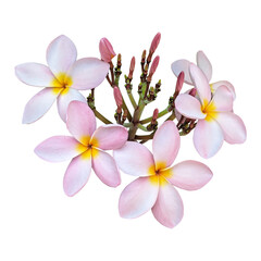 Fototapeta na wymiar Pink plumeria flowers isolated on transparent background