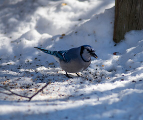 A Blue Jay getting a snack. 