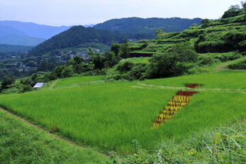 田んぼアート　吉延の棚田　トンボ　（高知県　本山町） © mitumal 