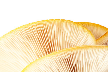 oyster mushroom close up isolated on white background