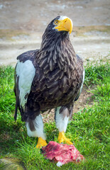 Steller's sea eagle. Most large of sea eagl. Close-up