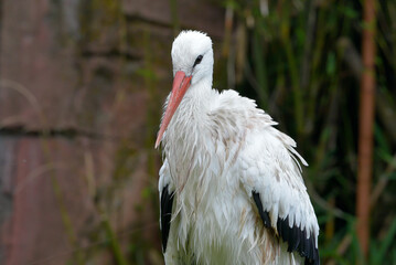 Portrait of a white stork
