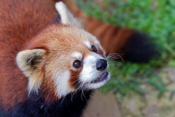 Beautiful images of a red panda 