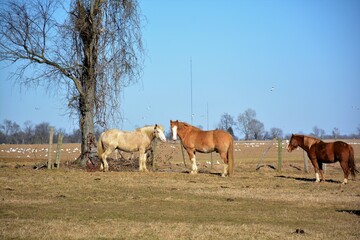 Horses on a farm field